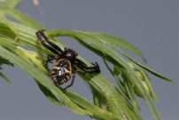 L'araigne Napolon ou le thomise globuleux. Une femelle (Araneae - Thomisidae - Synema globosum)